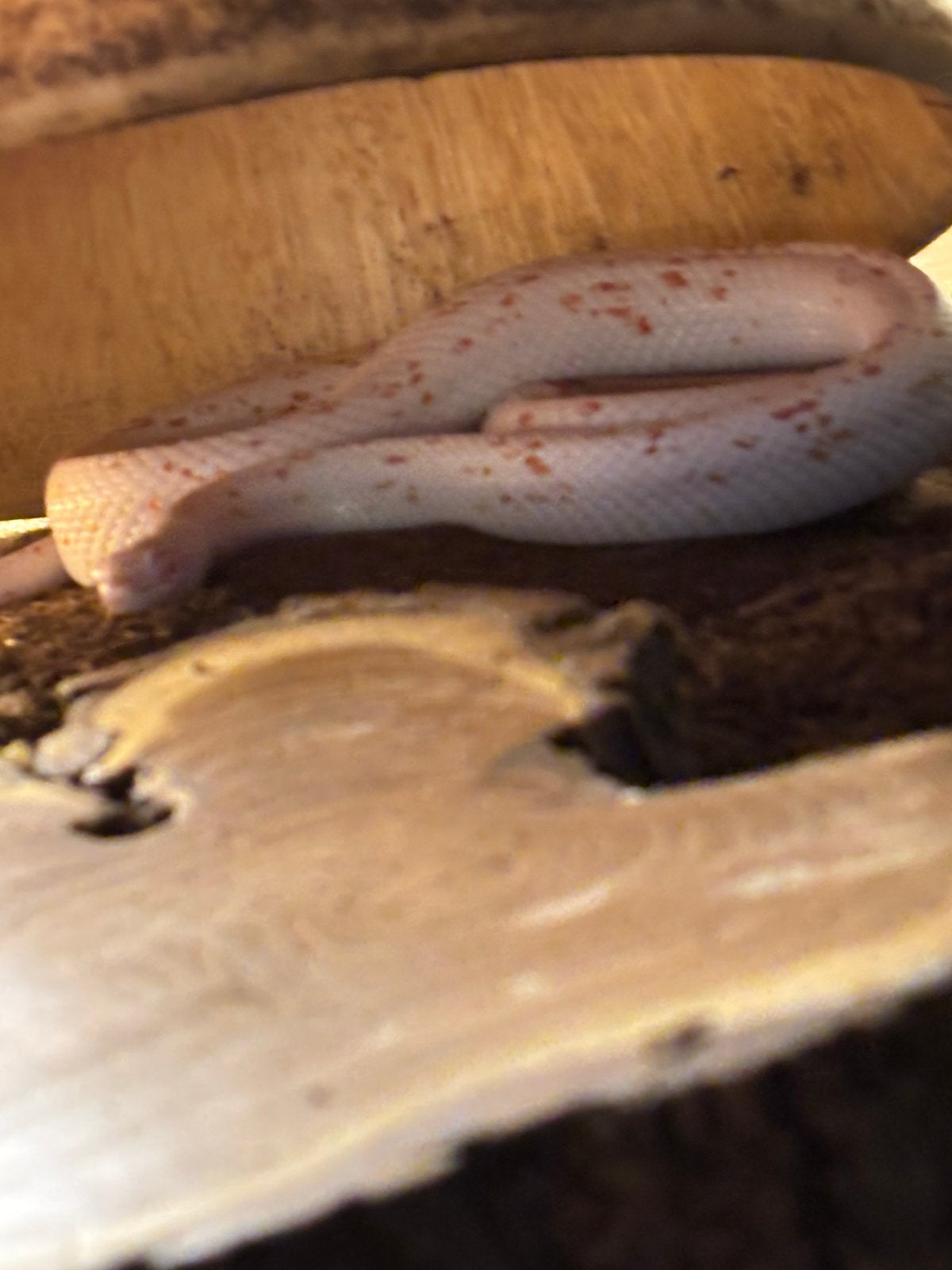 Snow palmetto cornsnake man, Dieren en Toebehoren, Slang, Met terrarium, 0 tot 2 jaar