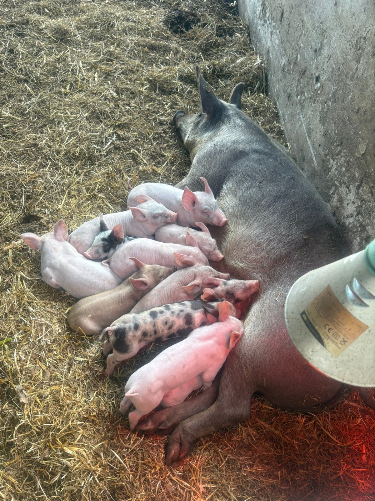 Duroc-pietrain/ large white biggen, Dieren en Toebehoren, Schapen, Geiten en Varkens, Varken