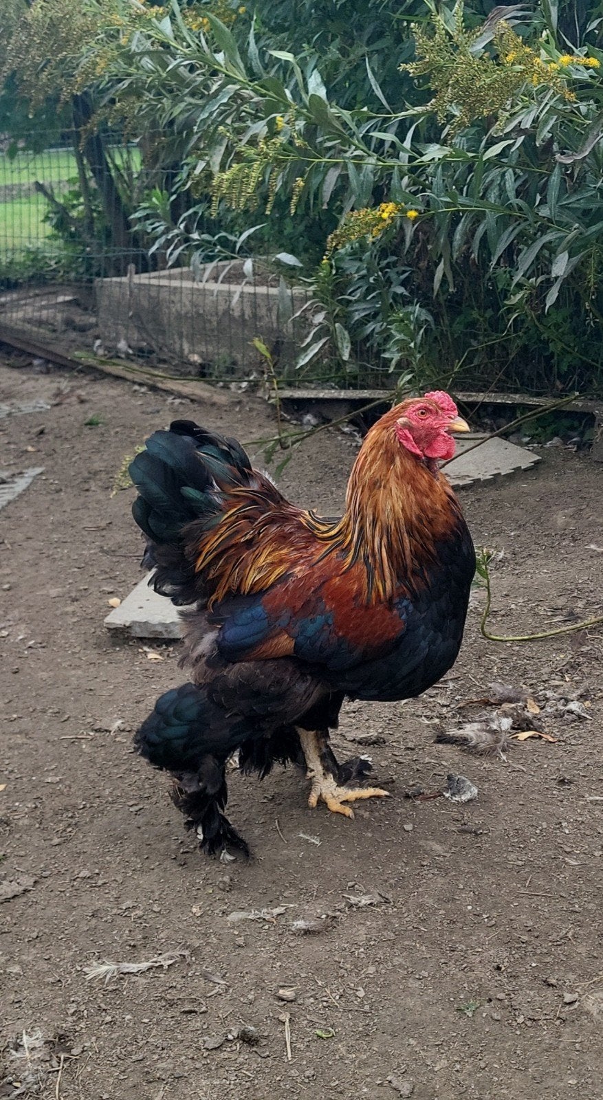 coq brahma naine perdrix doré, Animaux & Accessoires