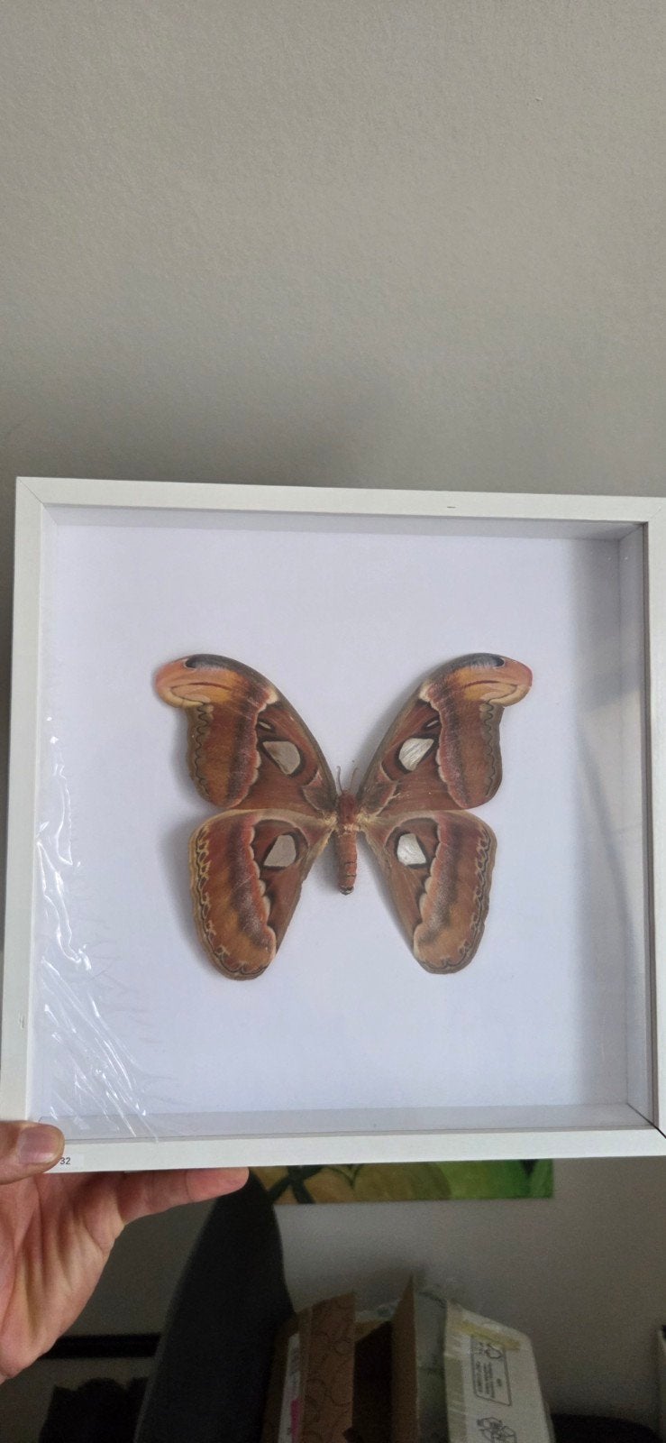 attacus atlas, Ophalen