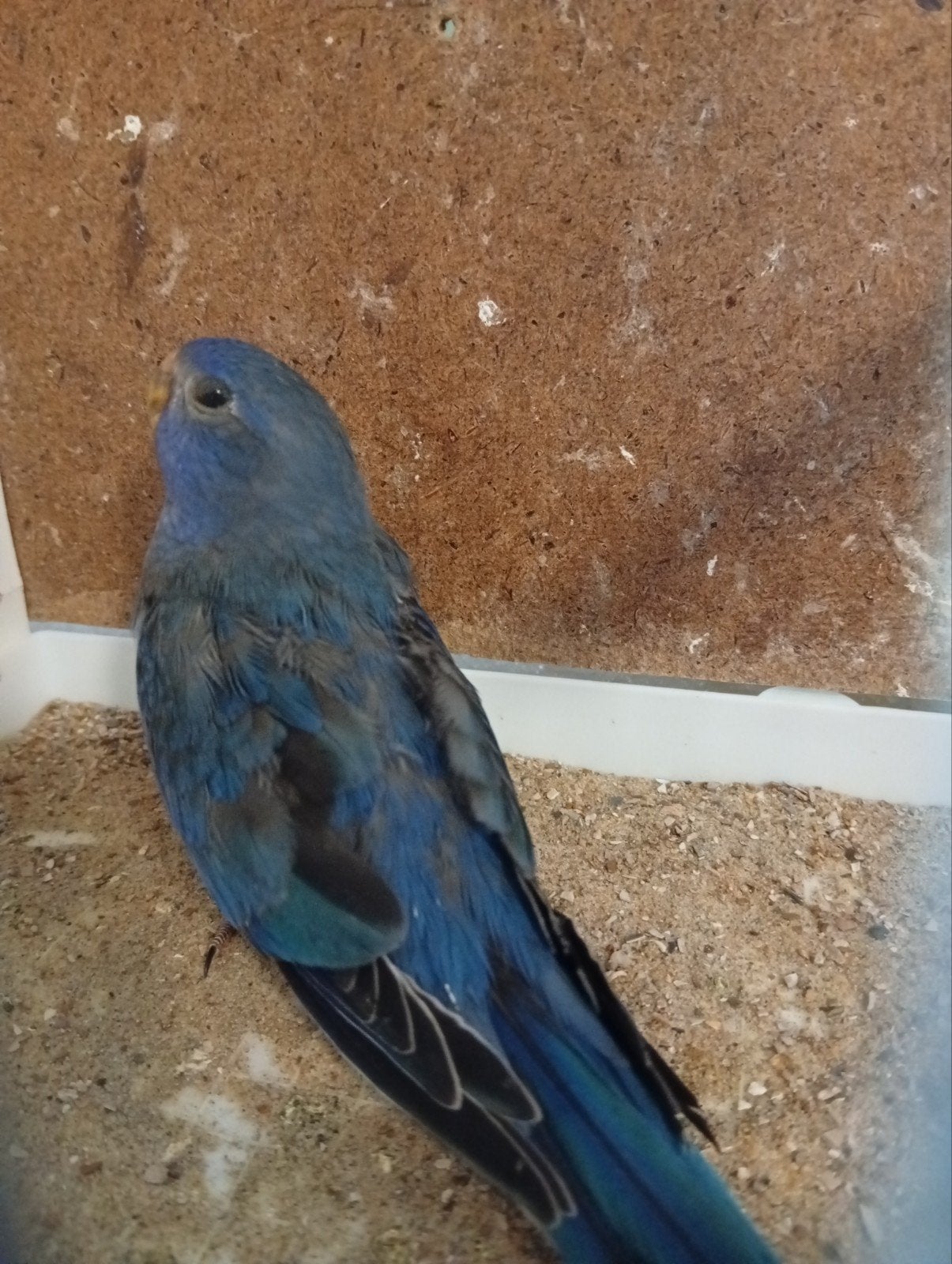 Blauw df violet / opaline/ cinnamon man Splendid, Dieren en Toebehoren, Vogels | Parkieten en Papegaaien, Geringd
