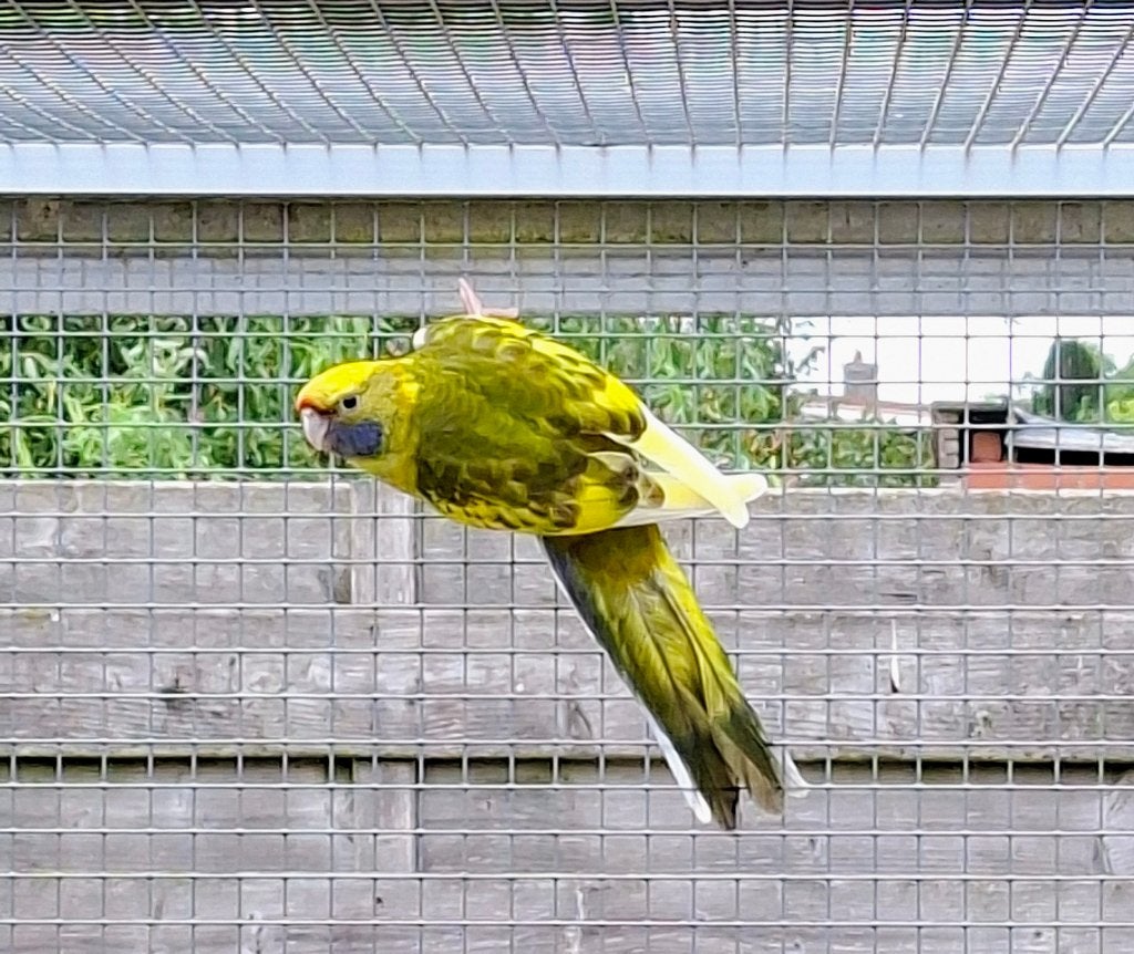 Geelbuik rosella bont 2026 pop, Femelle, Perruche, Bagué