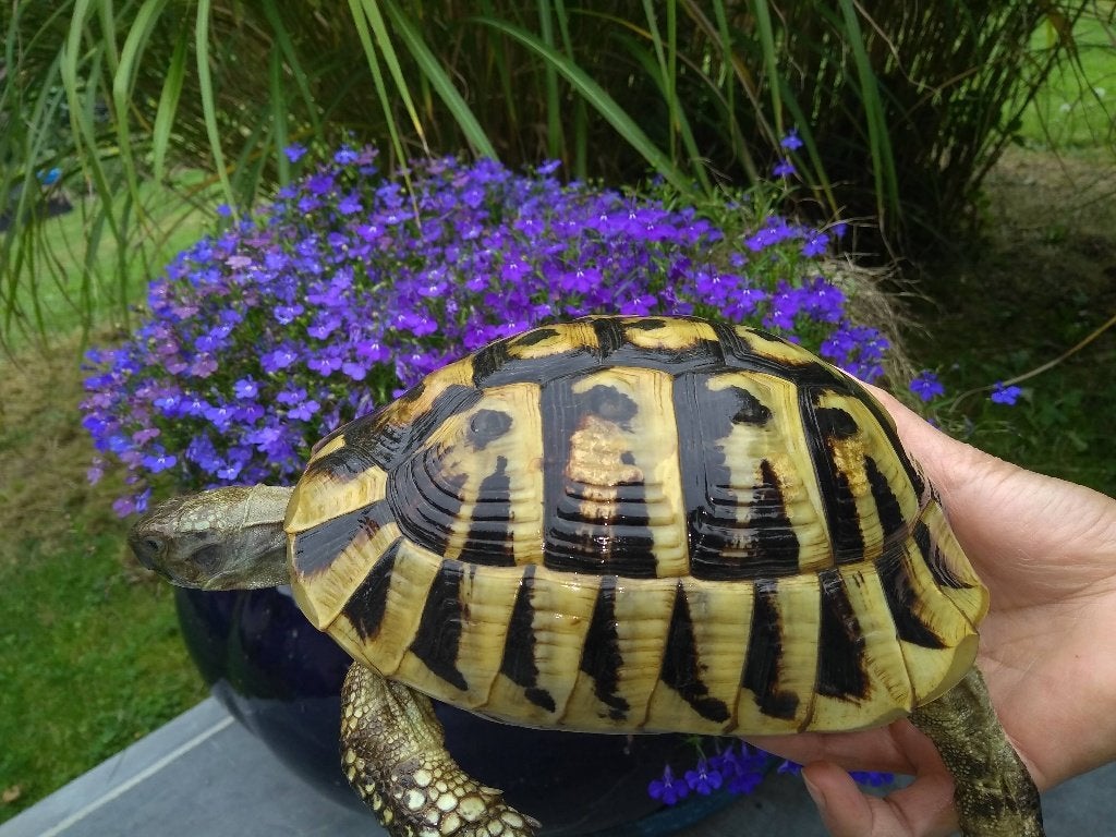 Landschildpad - Griekse landschildpadden - hobbykweker, Dieren en Toebehoren, Schildpad