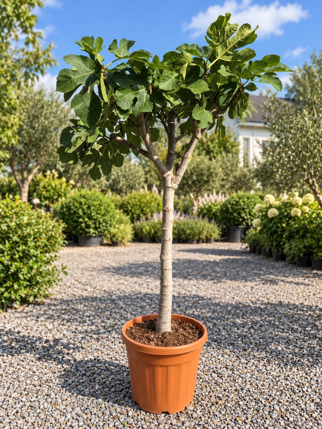 Vijgenboom Ficus Carica 'Dame Blanche', Jardin & Terrasse, Enlèvement, Ombre partielle, Figuier