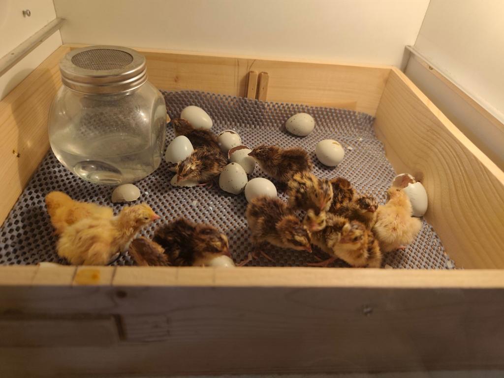 Japanse celadon kuikens