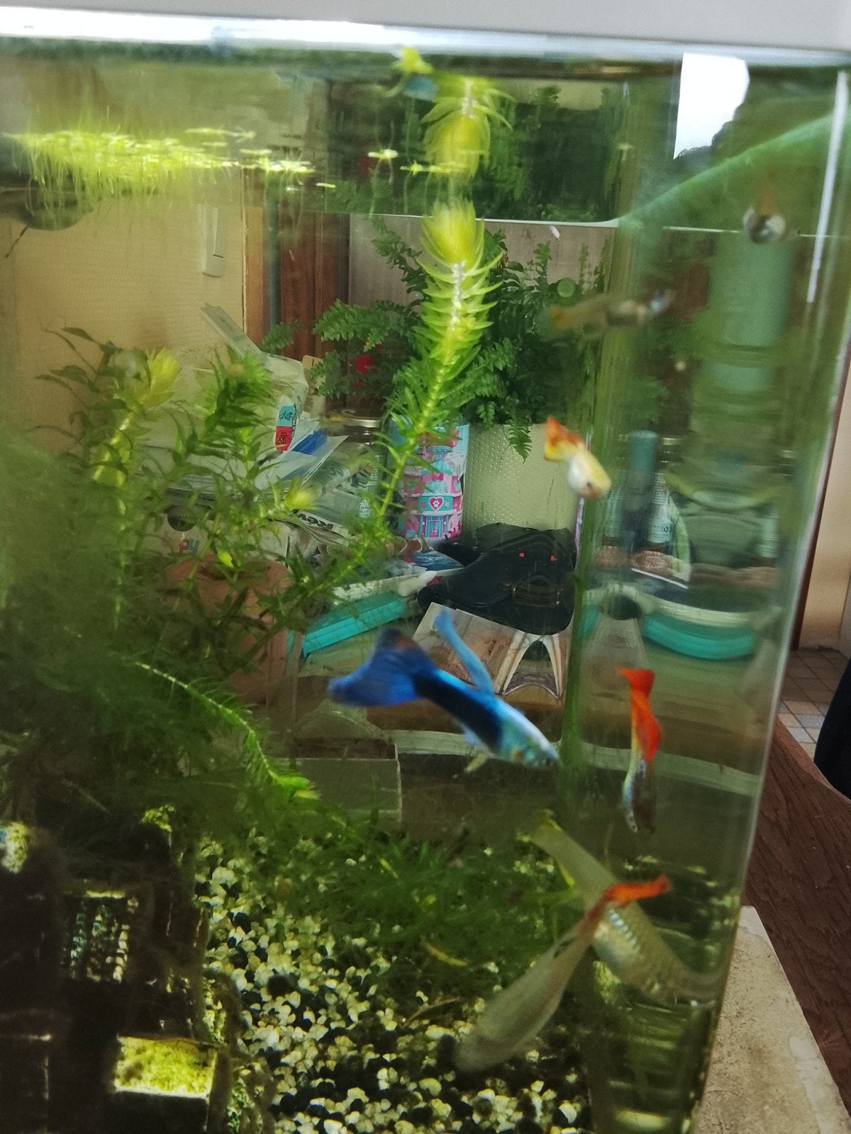 Bébé guppys, Dieren en Toebehoren