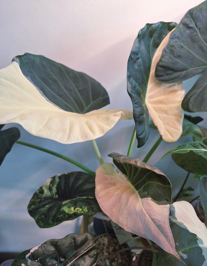 Corms van Alocasia Regal Shields Variegata, Huis en Inrichting, Overige soorten, Minder dan 100 cm, Groene kamerplant, Halfschaduw