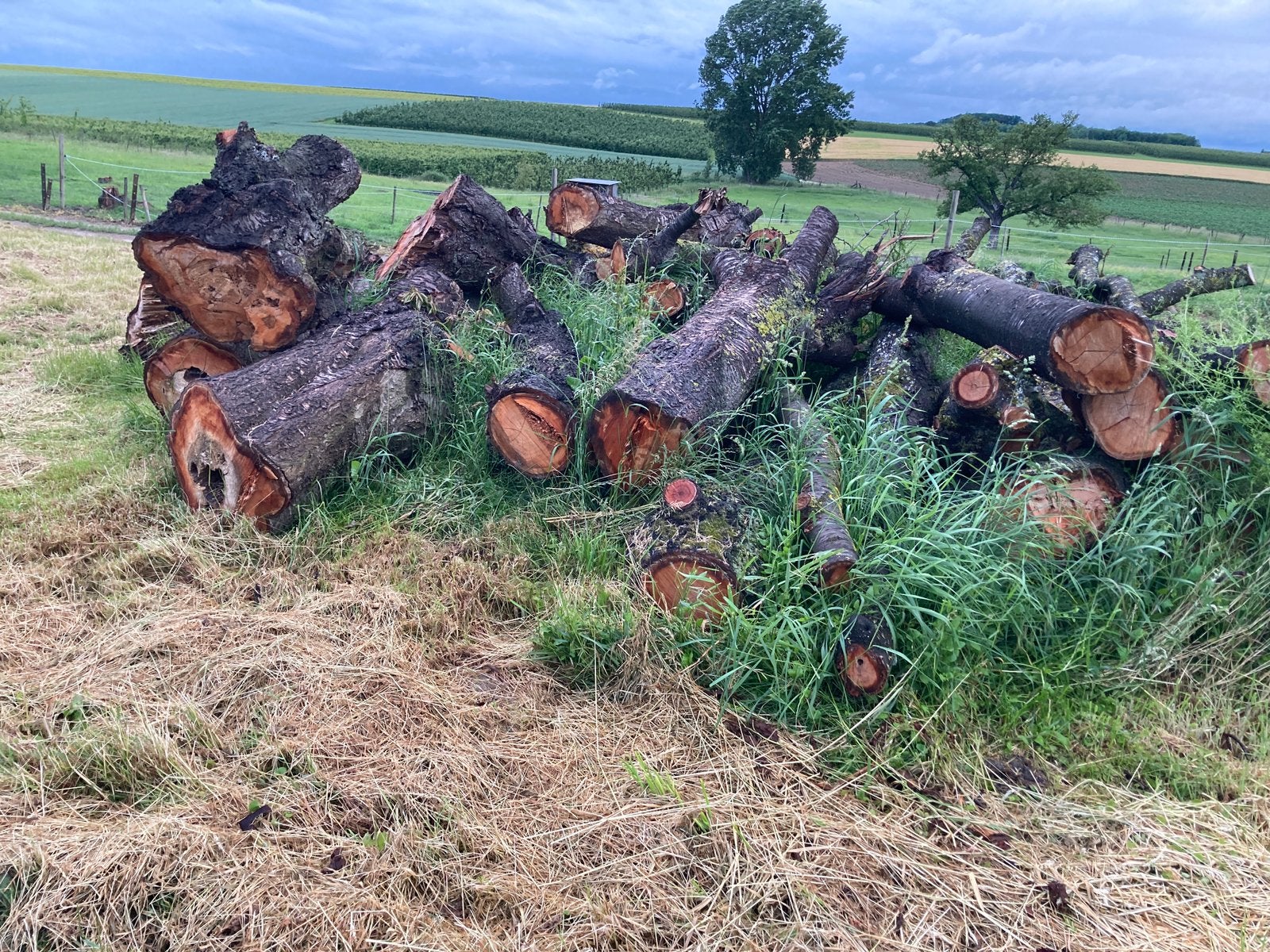 Brandhout bosmix, Tuin en Terras, Brandhout, 6 m³ of meer, Ophalen, Overige houtsoorten, Stammen