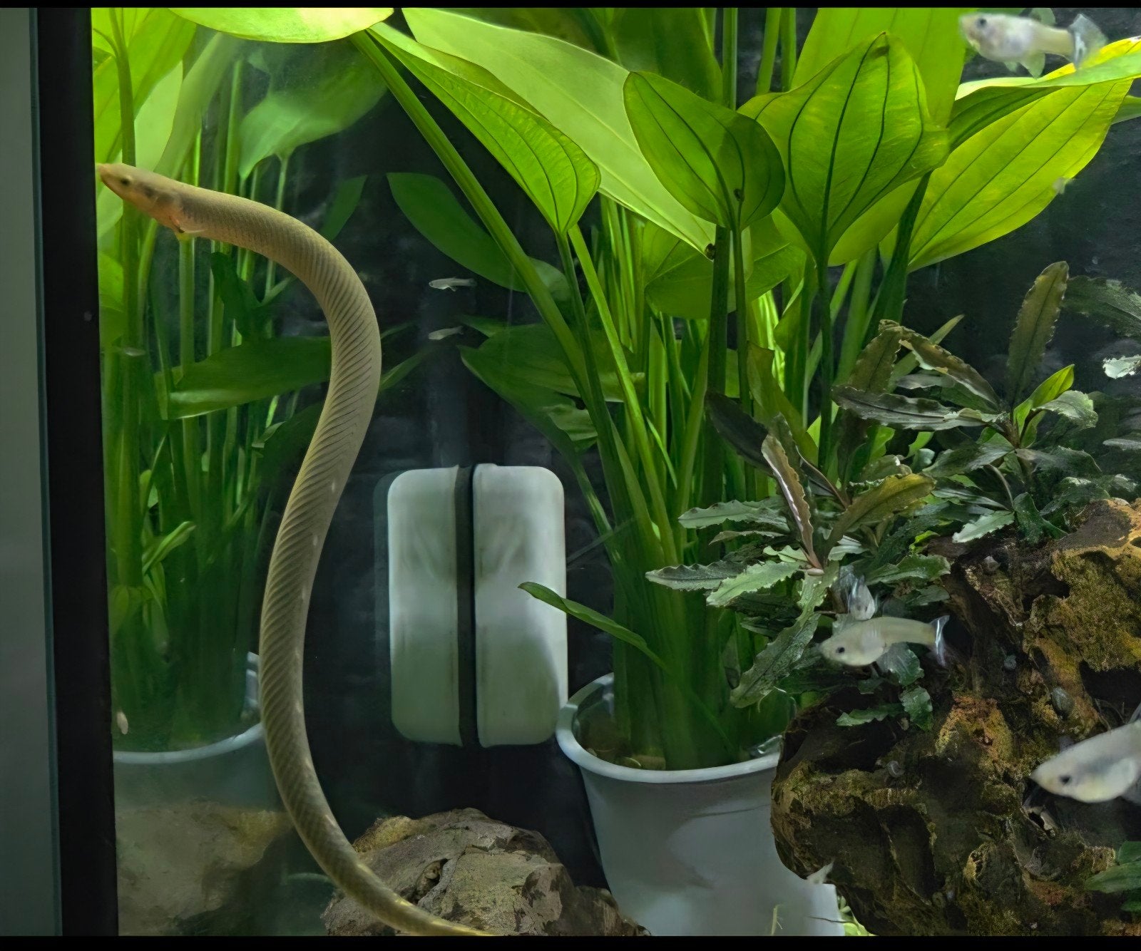 Wimpelaal, Dieren en Toebehoren, Vissen | Aquaria en Toebehoren, Ophalen