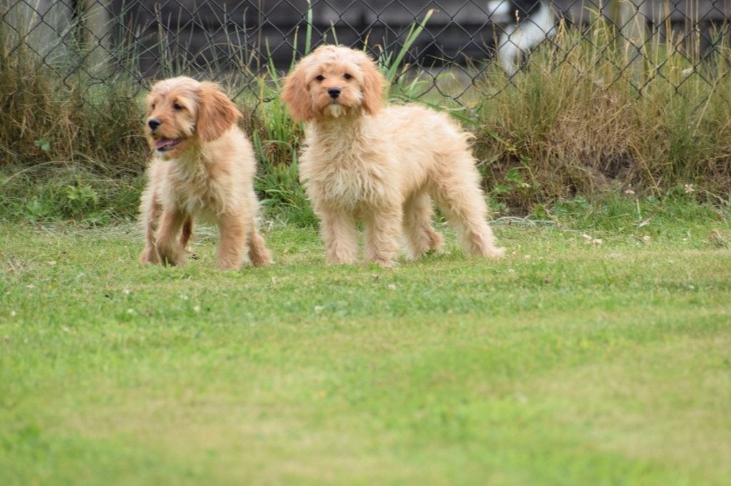 Cavapoo pups nieuw nestje, Dieren en Toebehoren, Honden | Niet-rashonden, Middel, Meerdere dieren, Fokker | Professioneel, Meerdere