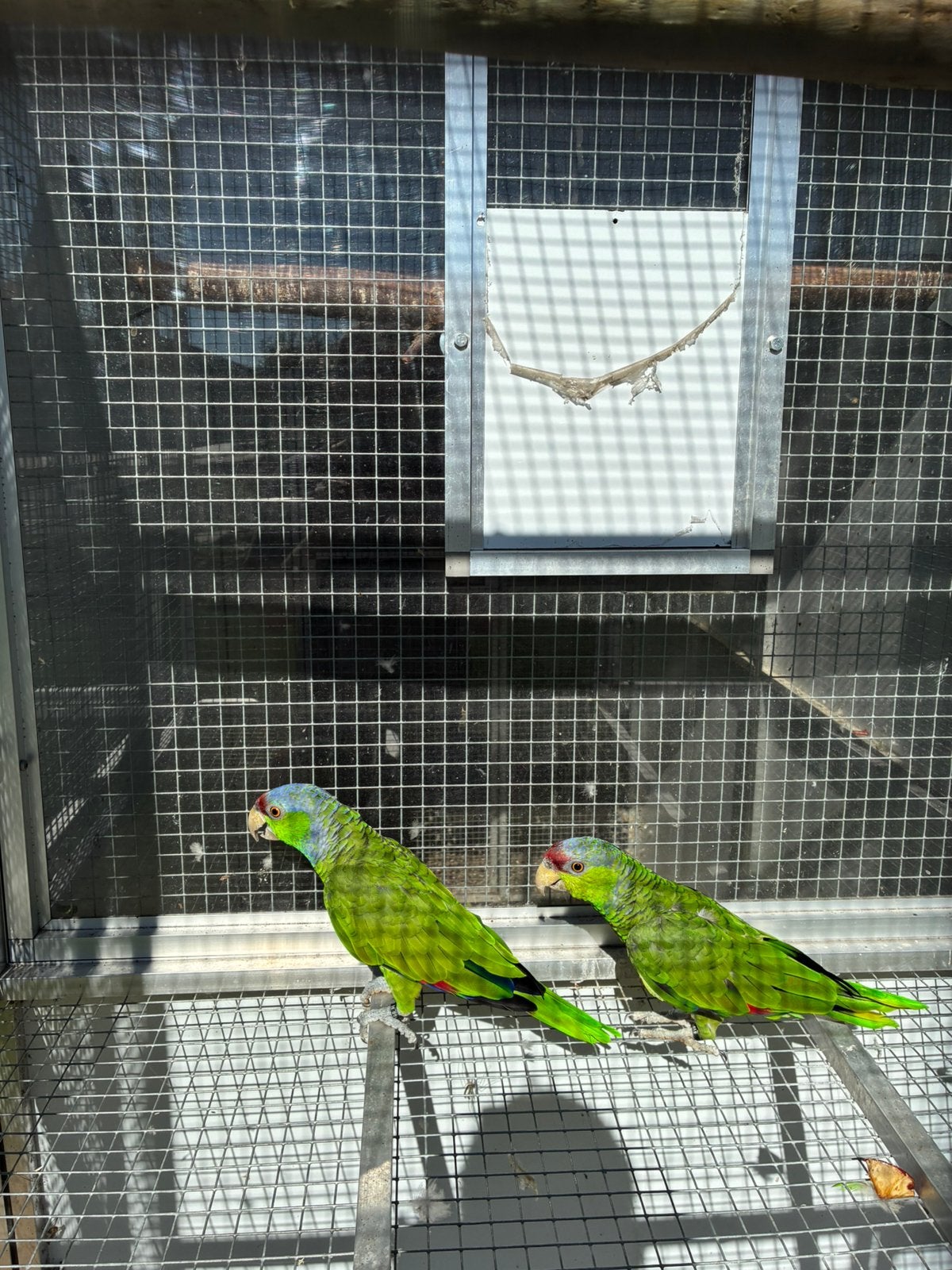 Finsch Amazone, Dieren en Toebehoren, Meerdere dieren, Papegaai, Geringd