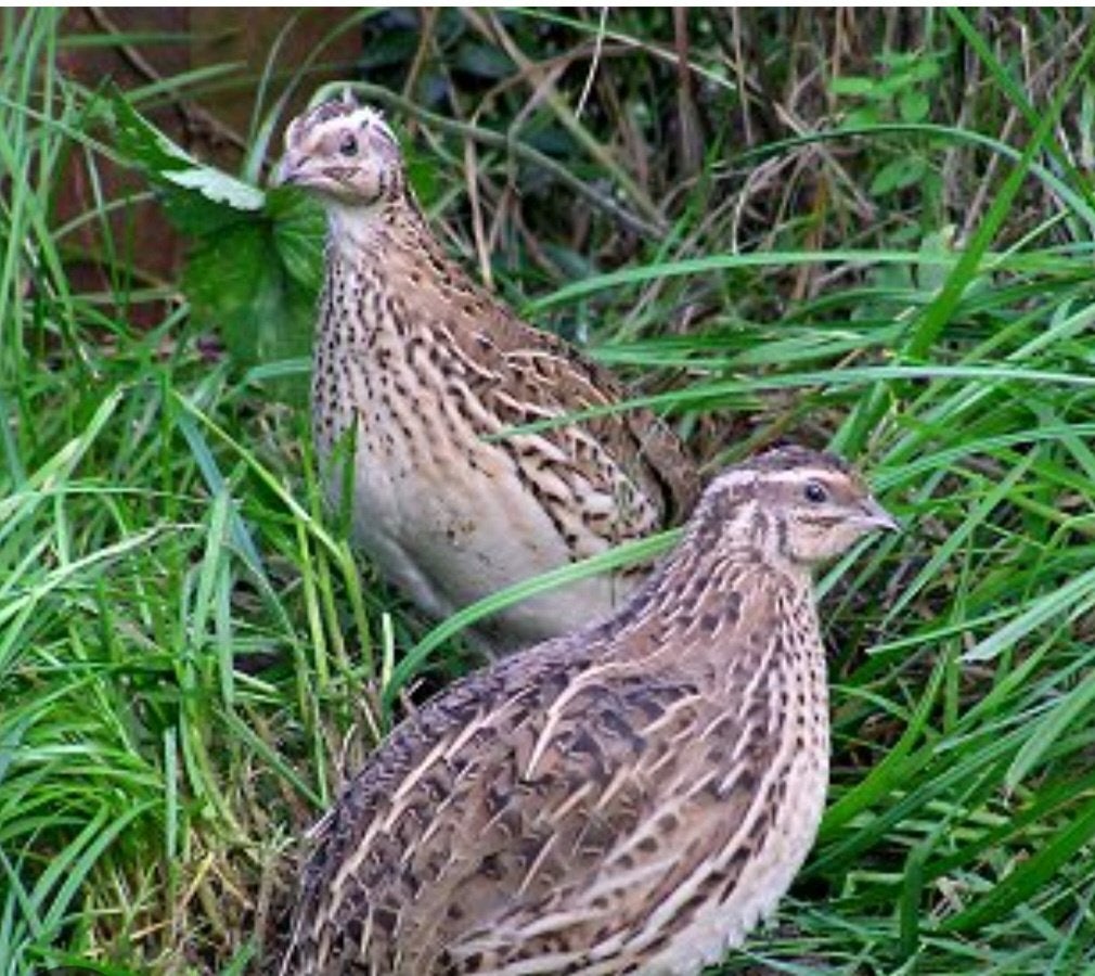 Europese kwartels koppel, Dieren en Toebehoren, Meerdere dieren, Wildzangvogel, Geringd