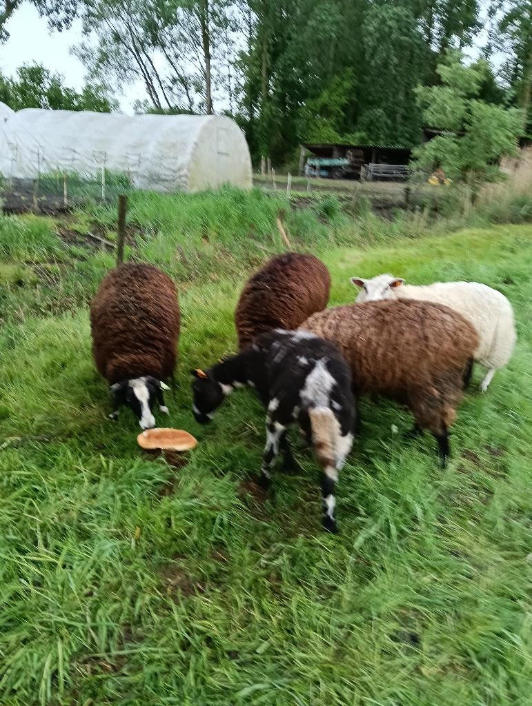 Schapen, Dieren en Toebehoren, Schapen, Geiten en Varkens, Vrouwelijk, Schaap, 0 tot 2 jaar