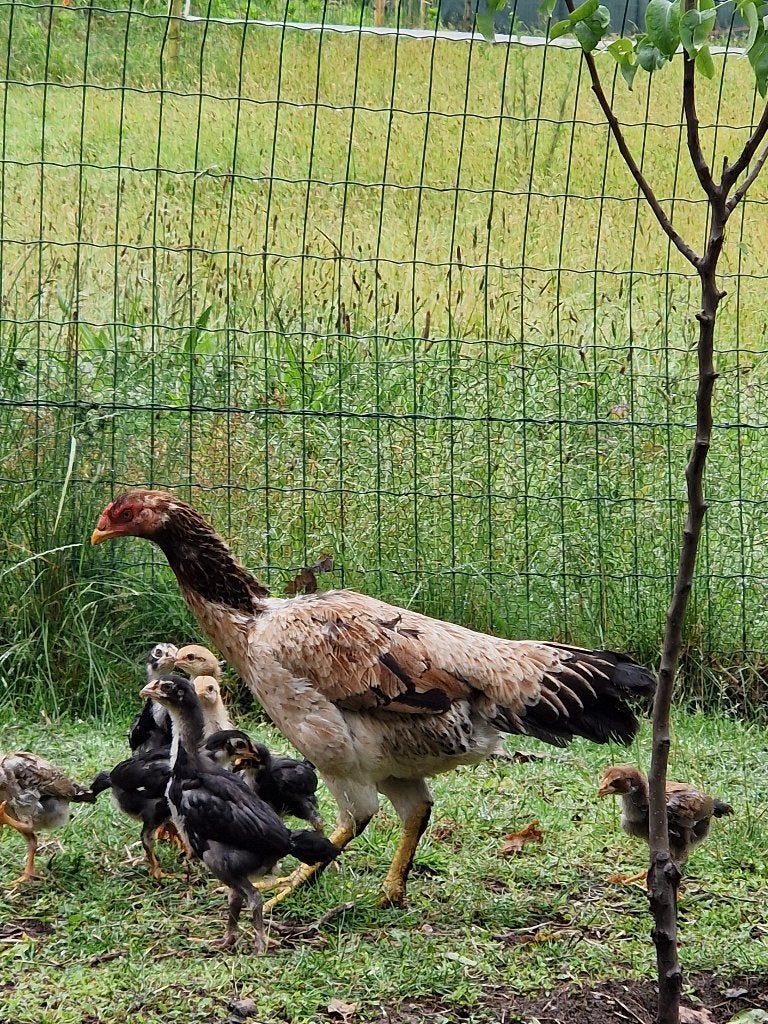 Shamo vechthoen hen, Animaux & Accessoires, Volatiles, Femelle, Poule ou poulet