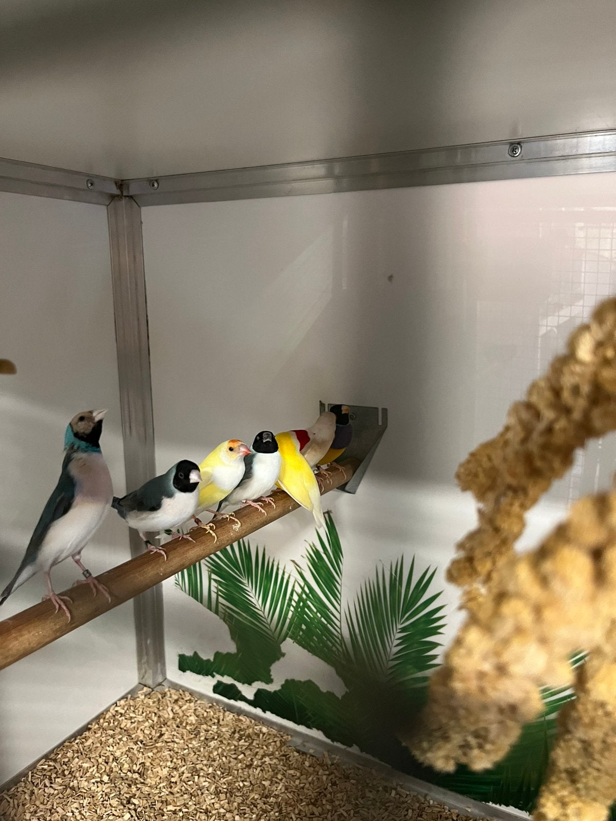 Mooie groep gouldamandines (9), Dieren en Toebehoren