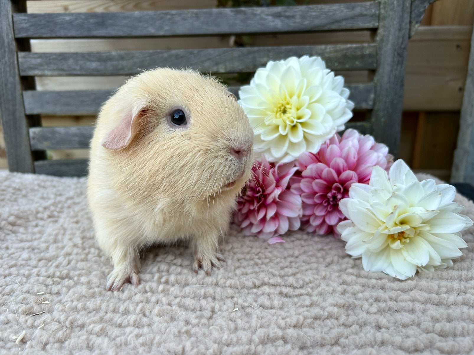 Knappe gecastreerde cavia beer, Cavia, Mannelijk, Januari, Tam