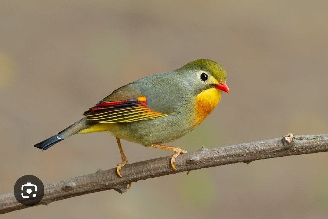jqpanse nachtegaal, Dieren en Toebehoren, Vogels | Overige Vogels, Meerdere dieren, Geringd