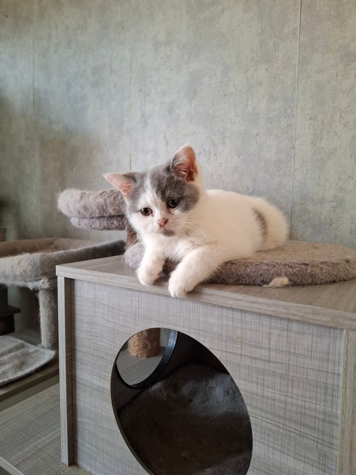 Brits korthaar kitten, Chatte ou Chat, Vermifugé, 0 à 2 ans