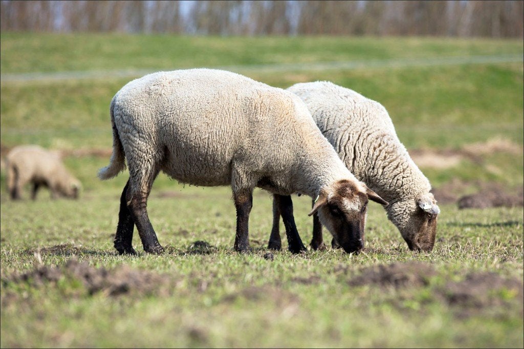 ramlammeren gezocht, Dieren en Toebehoren