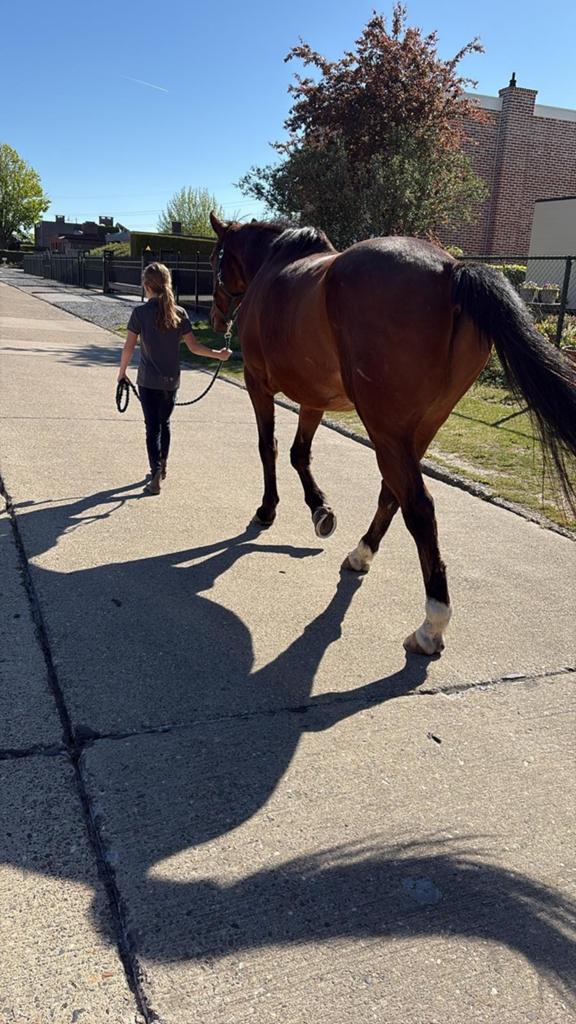 Recreatie paard, Hongre