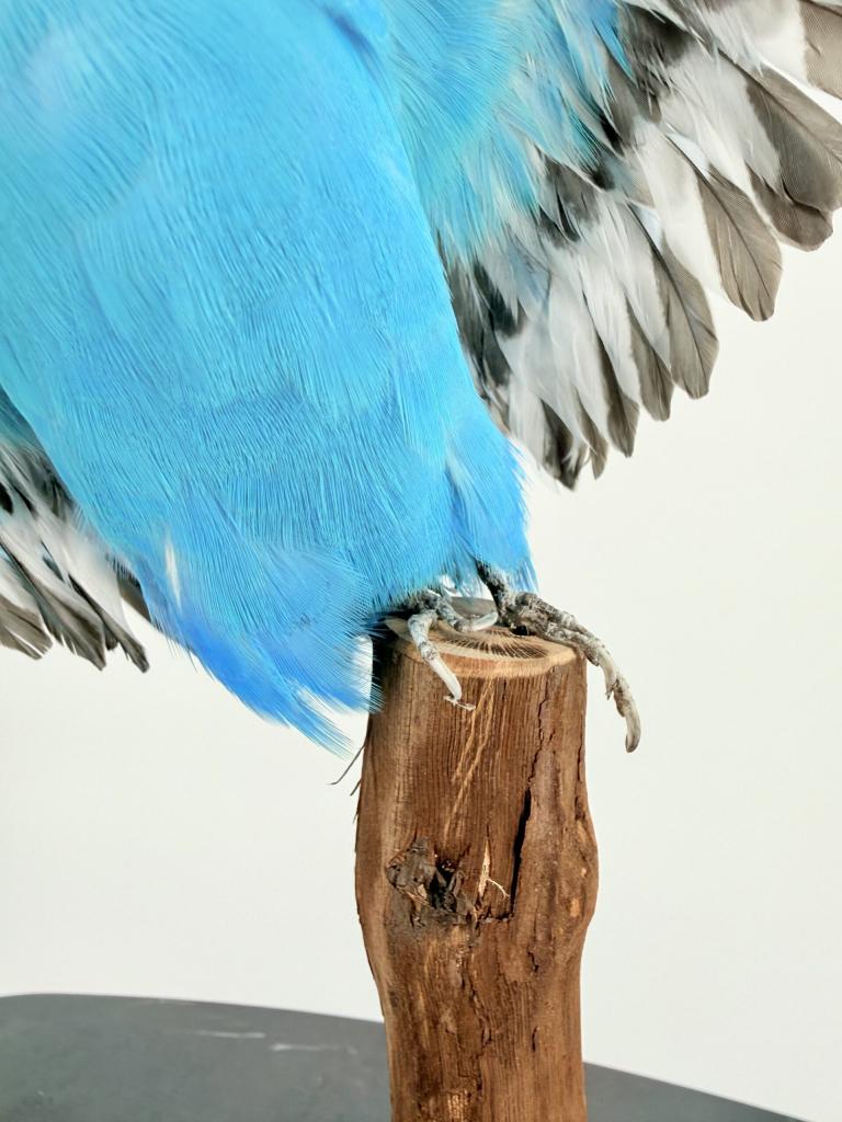 Blauwe grasparkiet met gespreide vleugels