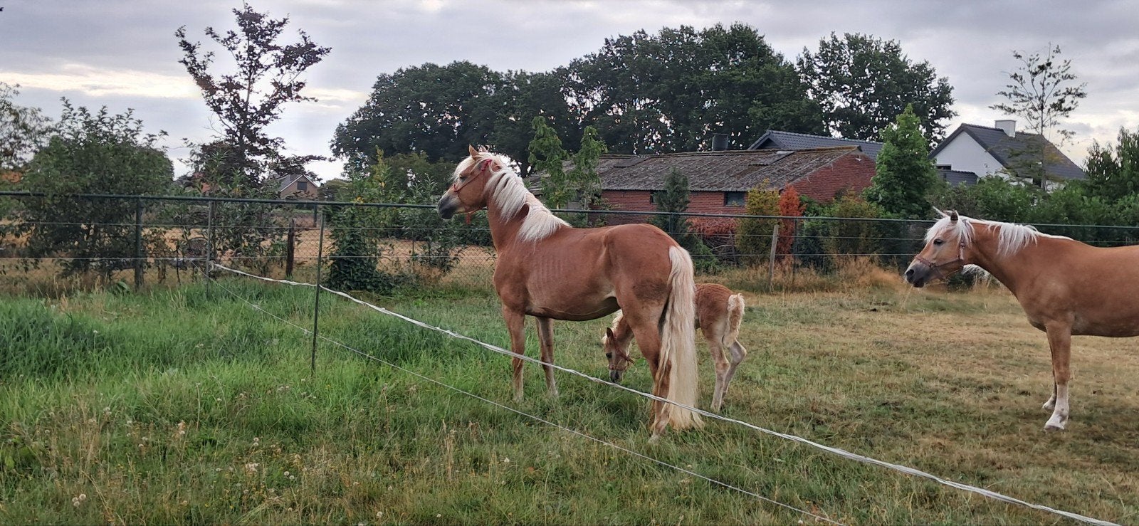 7 jarige haflinger met hengst veulen, Dieren en Toebehoren, Merrie
