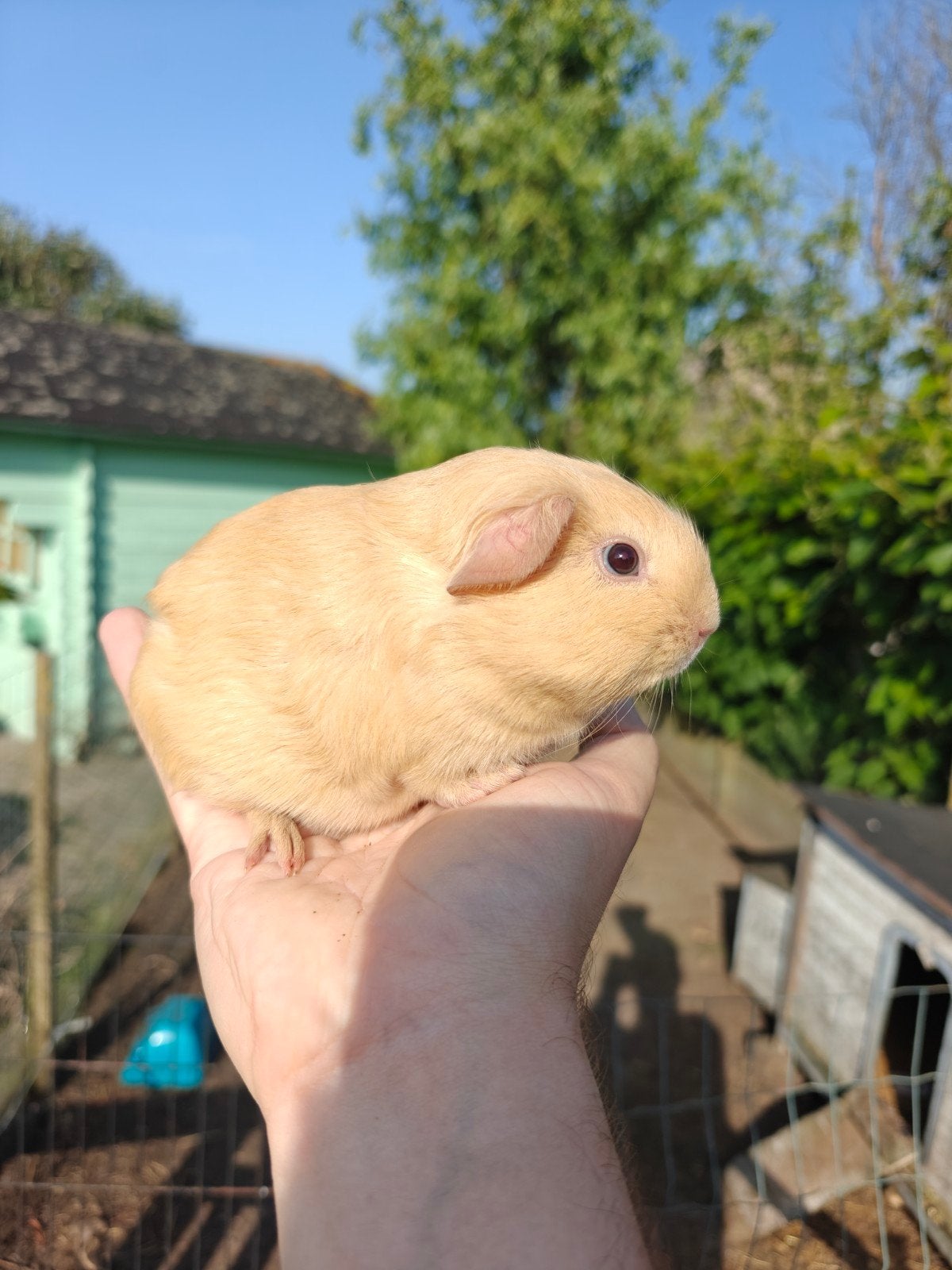 Jonge handtamma cavia beertjes, Dieren en Toebehoren, April, Meerdere dieren