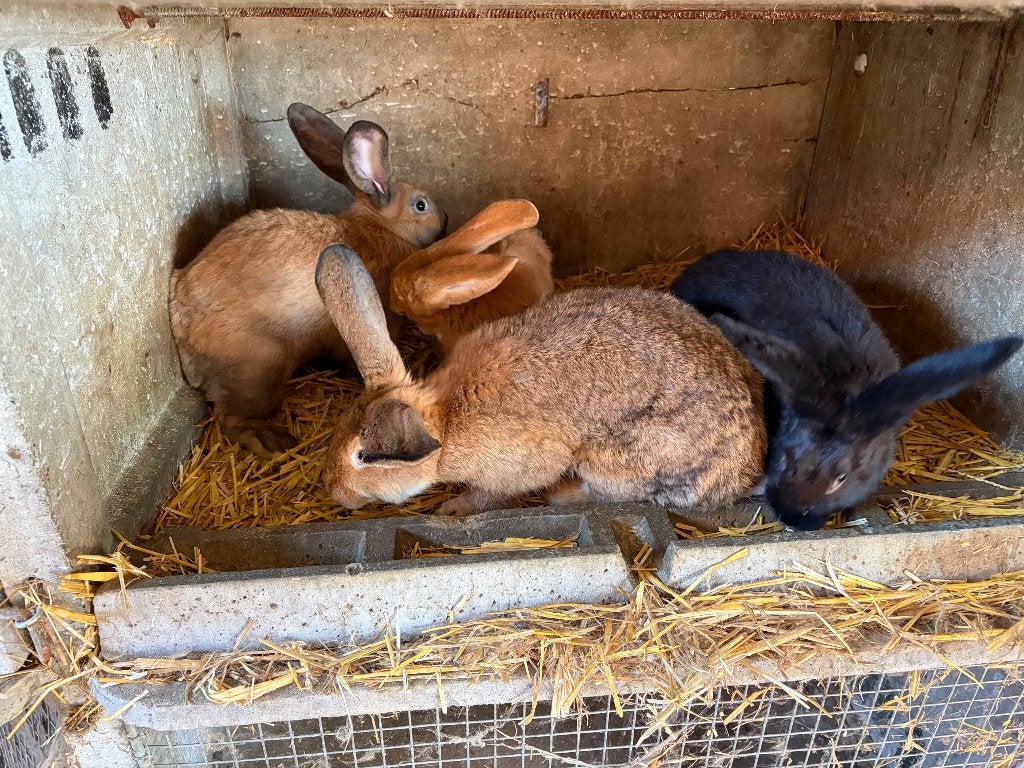 Jonge slachtkonijnen, Dieren en Toebehoren, Meerdere dieren, Groot, 0 tot 2 jaar