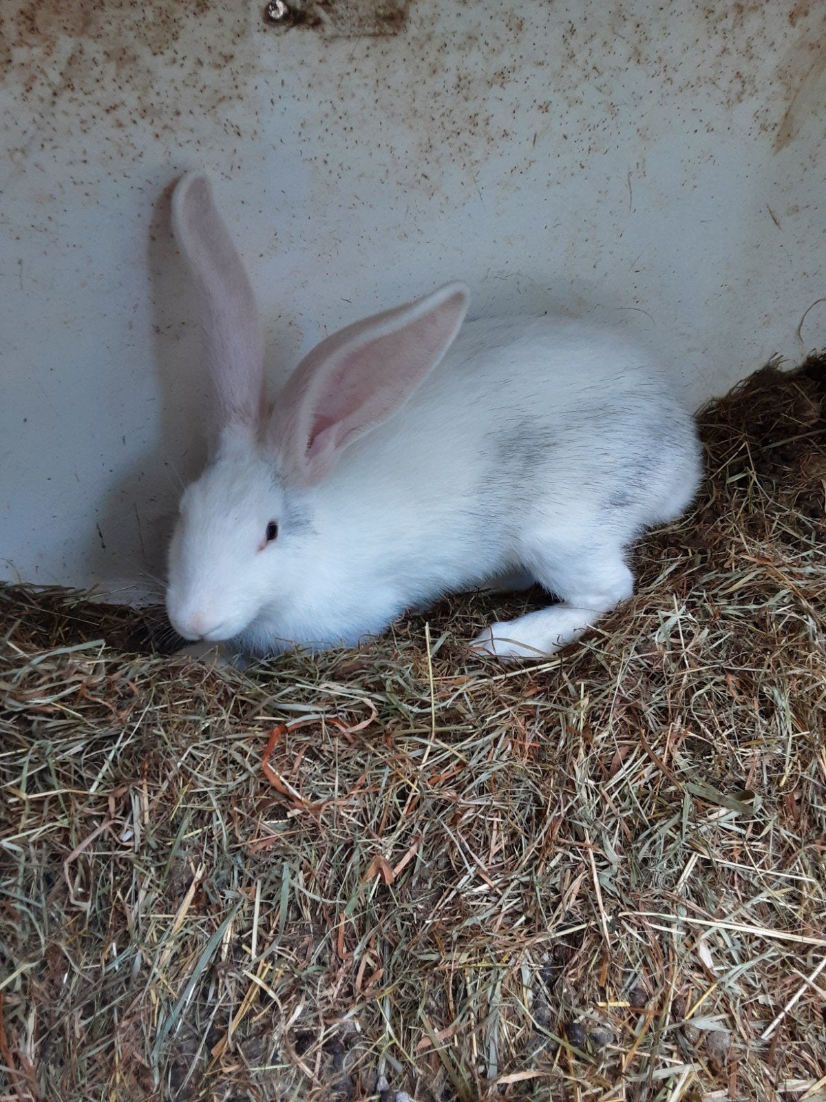 Duitse reus, Dieren en Toebehoren, Konijnen
