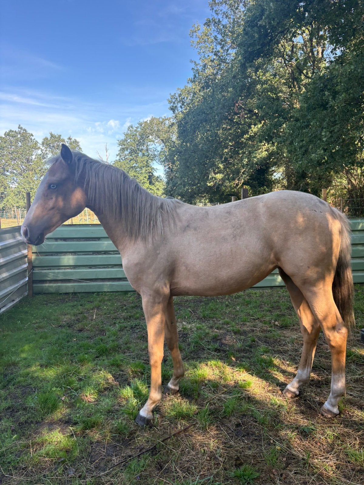 Prachtig merrie, Animaux & Accessoires, Chevaux, Jument, M
