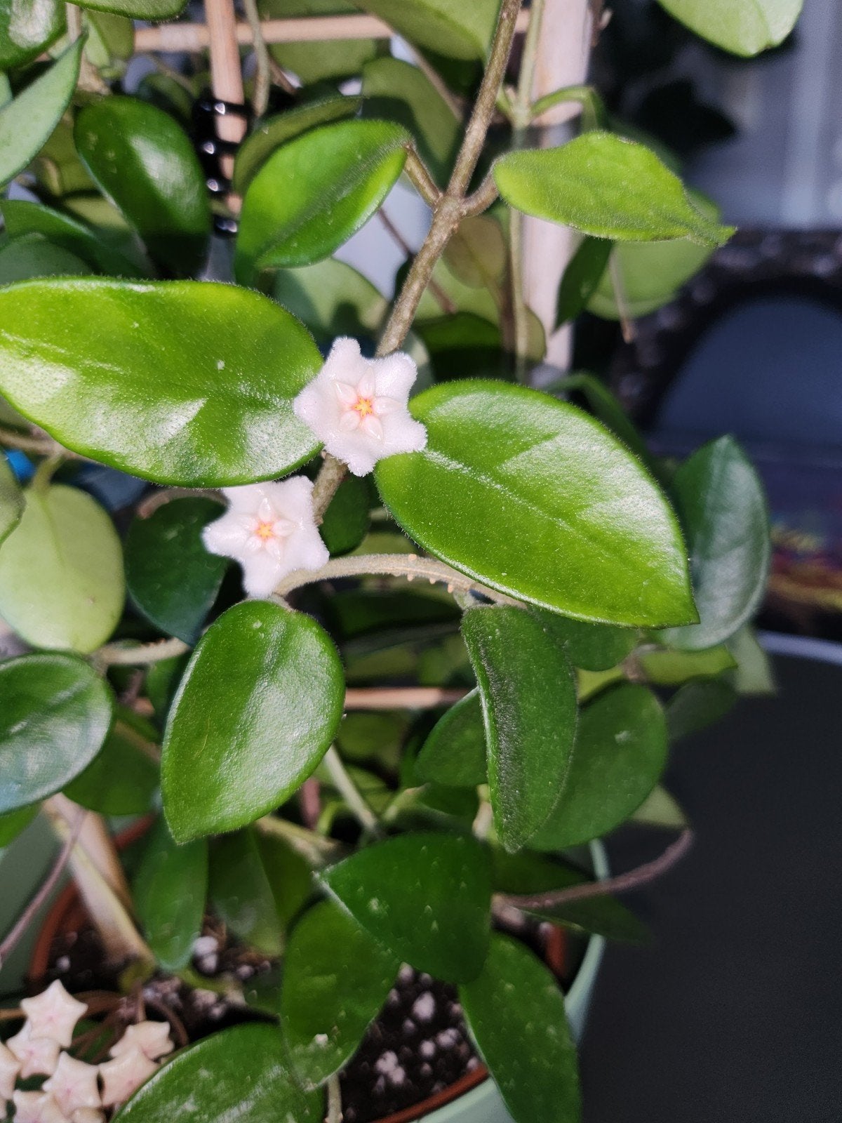 hoya chouke, Verzenden