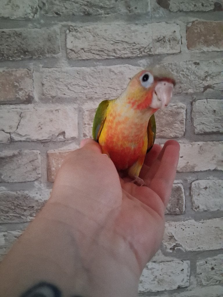 Conure eam, Animaux & Accessoires, Femelle, Perroquet nain ou Inséparable, Domestique