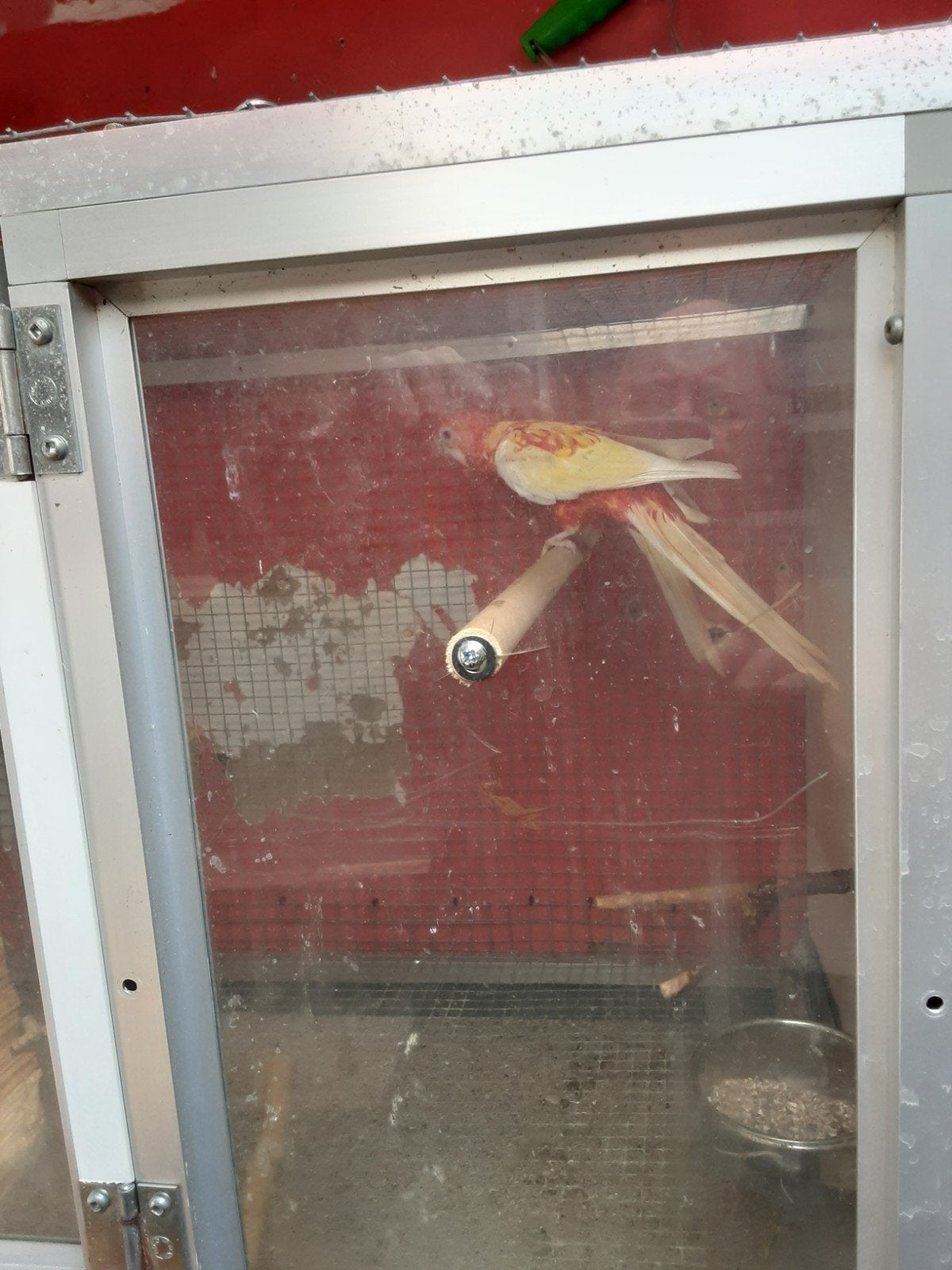 rosellas te koop, Dieren en Toebehoren, Vogels | Parkieten en Papegaaien