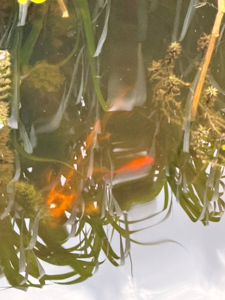 Vissen vijver, Koi en goudvissen, Dieren en Toebehoren, Goudvis(sen)