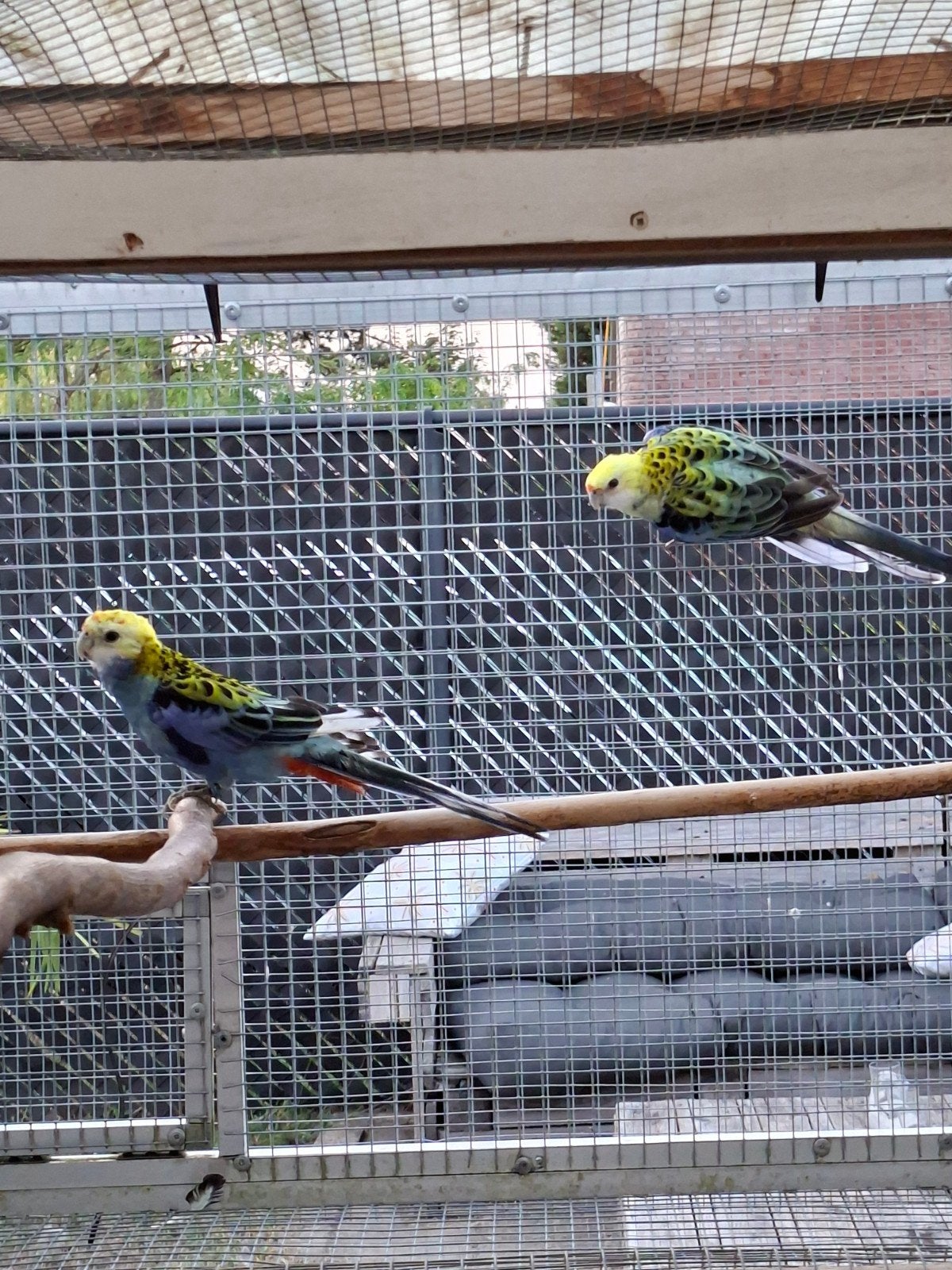 bleekkop rosella, Dieren en Toebehoren