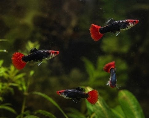 Red cap tuxido guppen + verzending, Vis, Zoetwatervis, Schoolvis