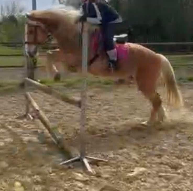 Haflinger ruin, Dieren en Toebehoren, Ruin