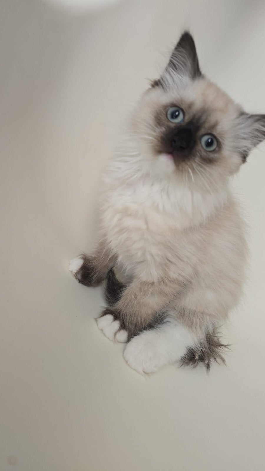 chaton femelle Ragdoll disponibles, Chat, Vermifugé, 0 à 2 ans