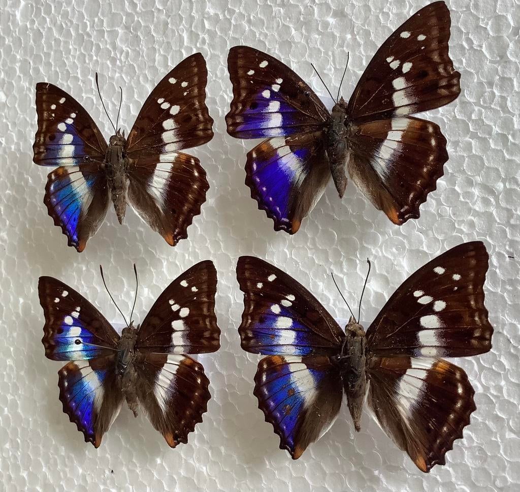 “ Indische Purperkeizer “ (Mimathyma ambica) Myanmar, Collections, Collections Animaux, Comme neuf, Enlèvement ou Envoi