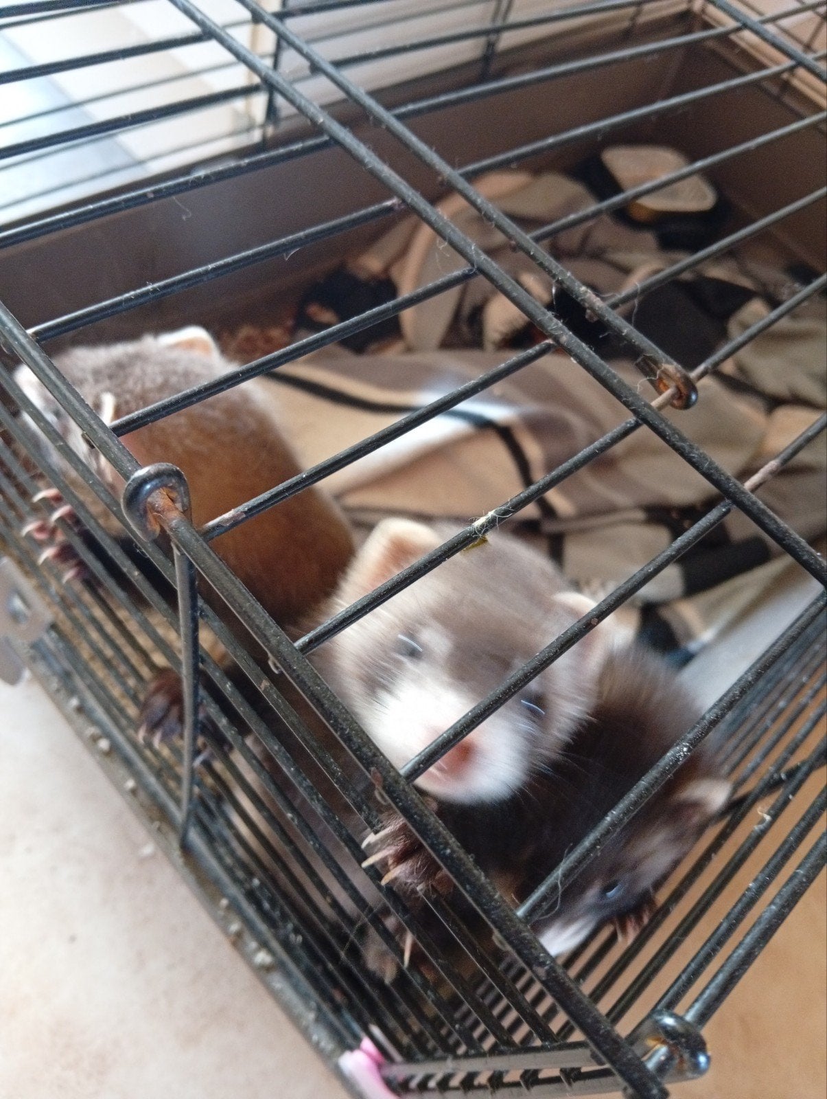 Frettenpups, Dieren en Toebehoren, Overige Dieren, April, Vrouwelijk