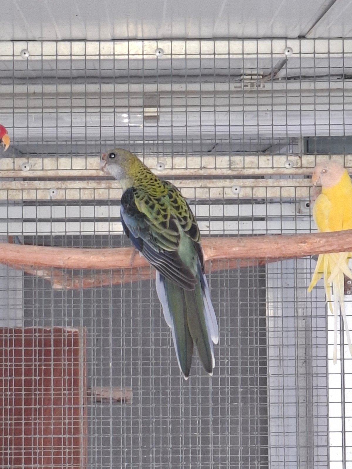 bleekkop rosella pop