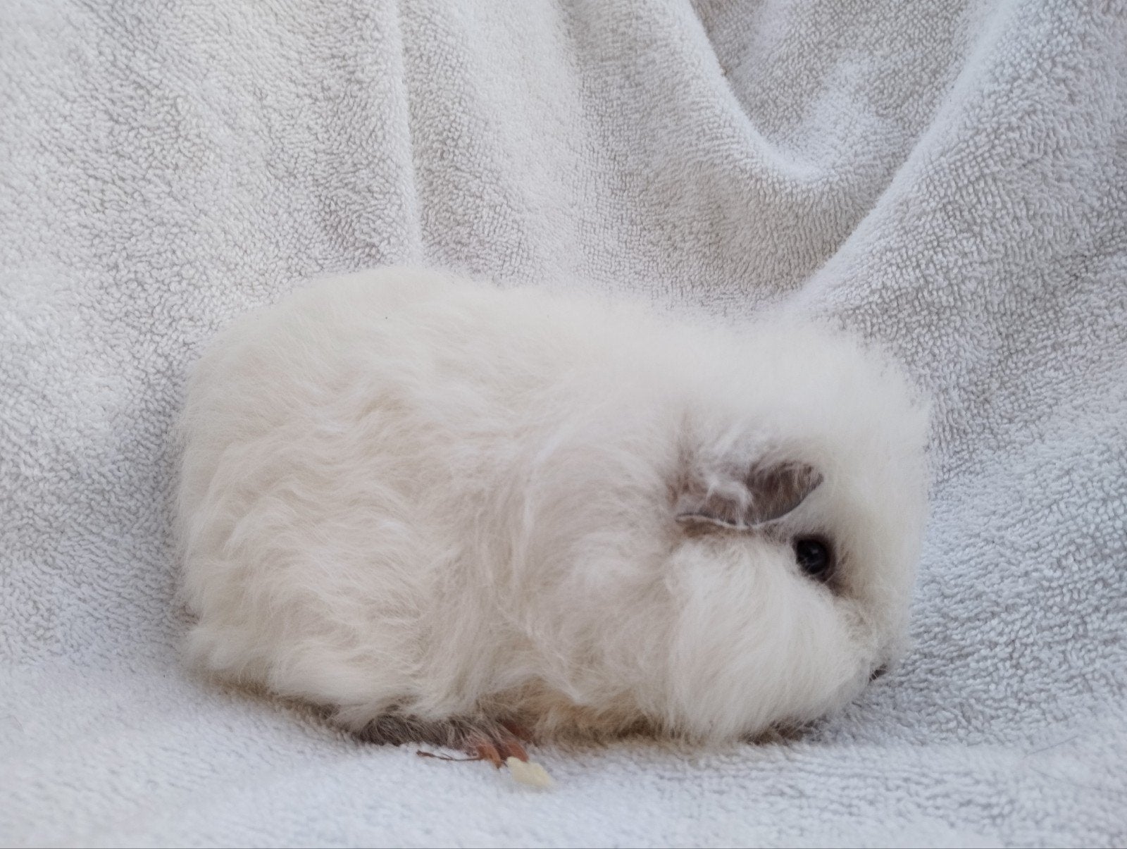 Ch Teddy cavia beertjes te koop, Animaux & Accessoires, Rongeurs, Juin, Mâle, Cobaye