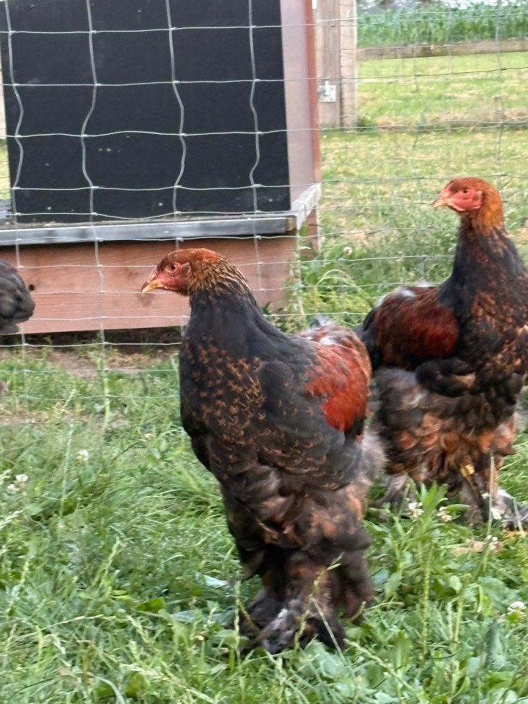 Brahma haan, Dieren en Toebehoren, Pluimvee, Mannelijk, Kip