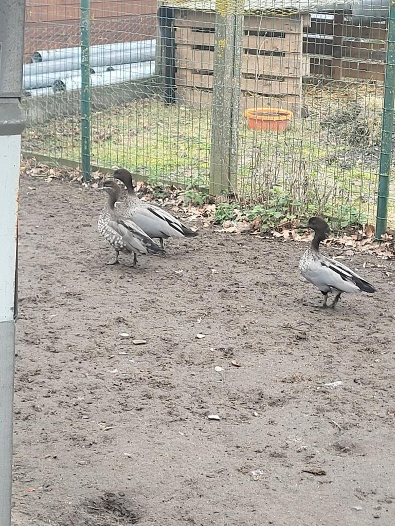 Jonge manenganzen, Dieren en Toebehoren, Pluimvee, Meerdere dieren, Kip