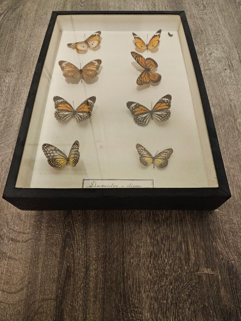 Taxidermie verzameling vlinders en insecten, Ophalen