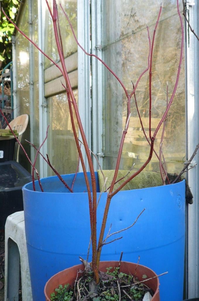 cornouiller sanguin , jeunes plantes de+/-80 cm, qq branches, Jardin & Terrasse, Plantes | Arbustes & Haies, Enlèvement, Autres espèces