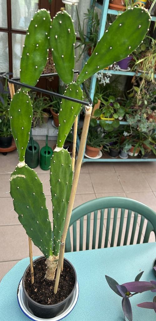 Cactus Mickey Mouse, Enlèvement, Mickey Mouse, Neuf