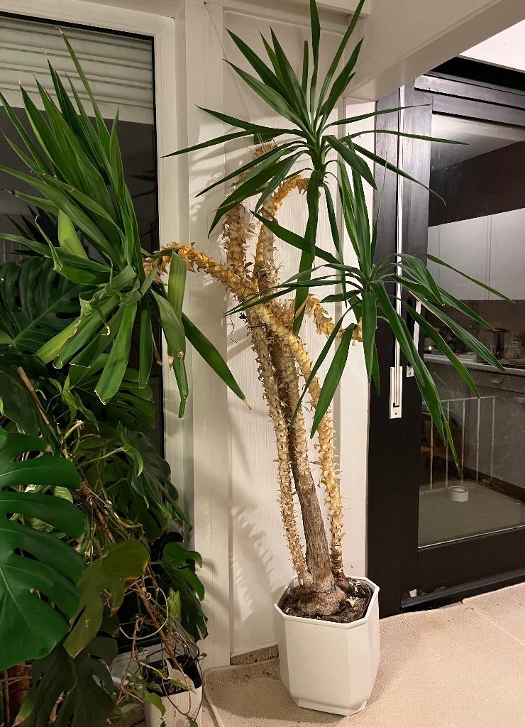 Yucca, Tuin en Terras, Ophalen, Bloeit niet, Overige soorten, Volle zon
