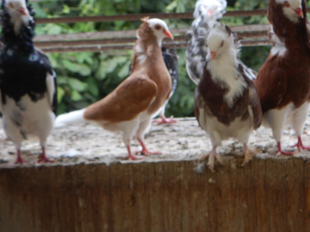 Hollandse jonge kapucine duiven mogen verhuizen, Dieren en Toebehoren, Meerdere dieren