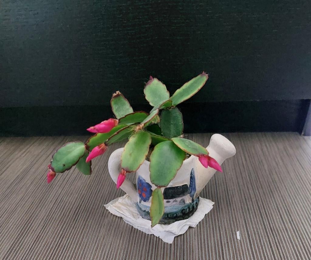 Cactus, Enlèvement, Comme neuf